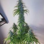 rainbow-road-fem-paradise-seeds.jpg