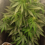 thunder-bloody-mary-auto-fem-samsara-seeds.jpg