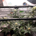 -speed-auto-fem-sweet-seeds.jpg