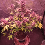 diablo-rojo-xl-auto-fem-sweet-seeds.jpg