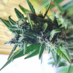 ice-cool-auto-fem-sweet-seeds.jpg