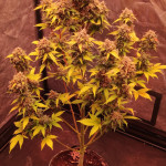 jet-fuel-mandarine-xl-auto-fem-sweet-seeds.jpg