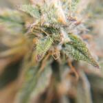lemon-cherry-cookies-auto-fem-fastbuds.jpg
