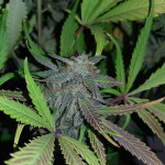 orange-apricot-glue-xl-auto-fem-sweet-seeds.jpg