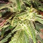 whiskey-zulu-auto-fem-7ch-american.jpg