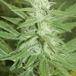 auto-sour-diesel-bulk-seed-bank.JPG