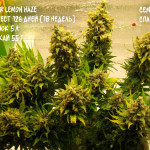 super-lemon-haze-Semyanich.jpg