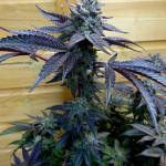 notorious-thc-fem-humboldt-seed-company.jpg
