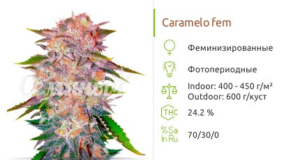 Caramelo от Delicious Seeds