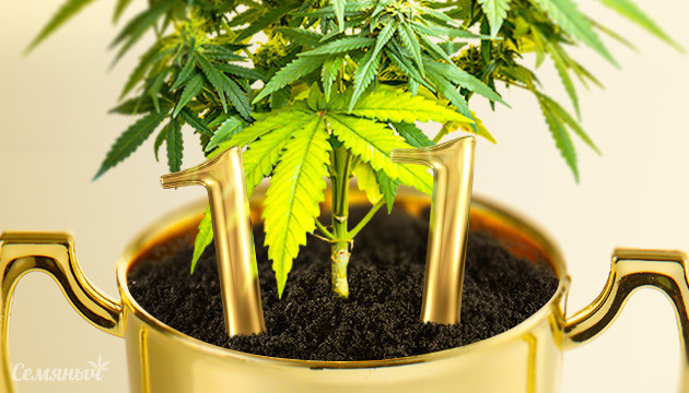 Мировые рекорды с каннабисом Рекорды марихуаны