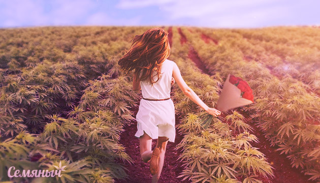 Подробно о цветение каннабиса Цветущая плантация конопли