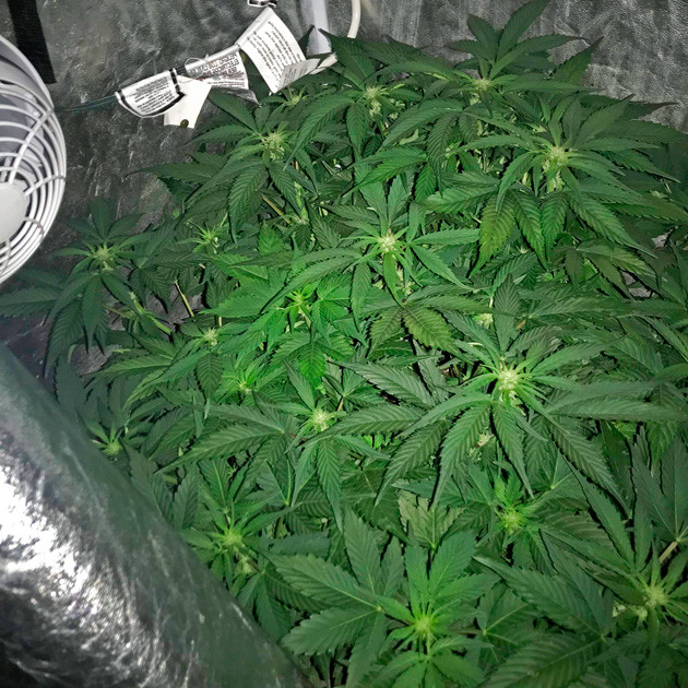 Появление бутонов на кусте