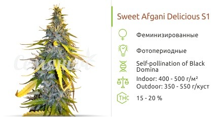 S.A.D. Sweet Afgani Delicious S1 от Sweet Seeds
